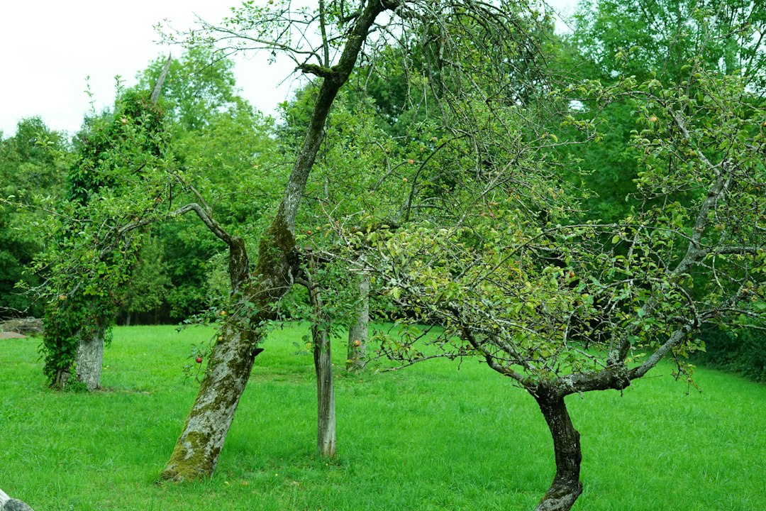 Obstwiese mit alten Obstbäumen