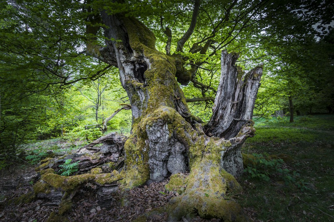 Alter Baum im Wald