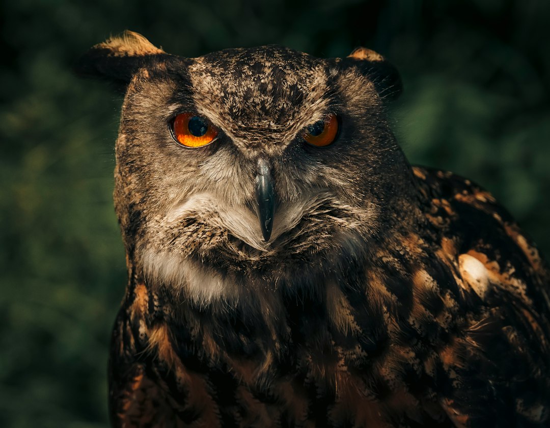 Eule im Wald – lautloses Jagen und gutes Gehör