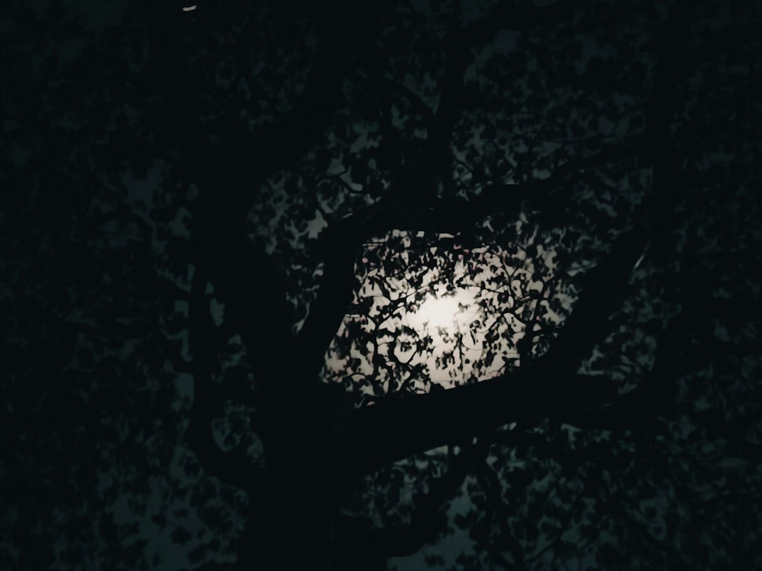 Mond hinter Baumzweigen