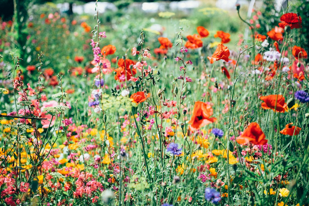 Wildblumen